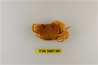 藏品(太魯閣澤蟹)的圖片